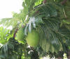 Breadfruit Tree, Grande Anse D'Arlet